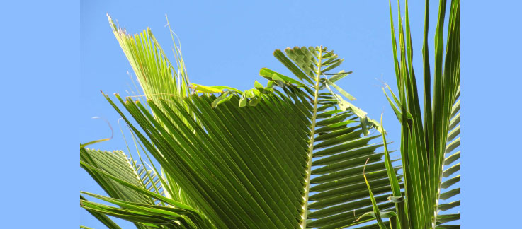 Coconut rhynocerus beetle damage